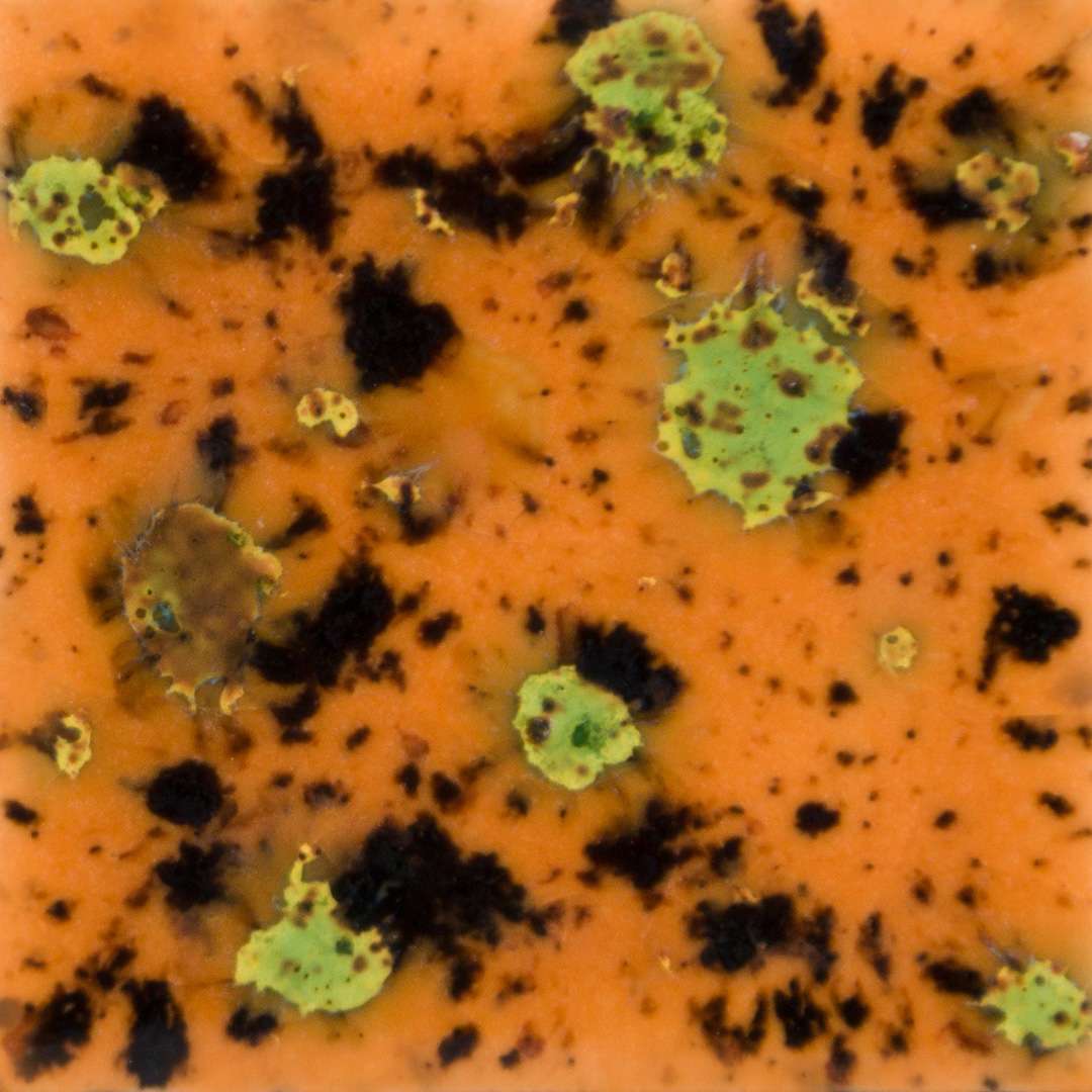 S2708_Oriental_Carmel